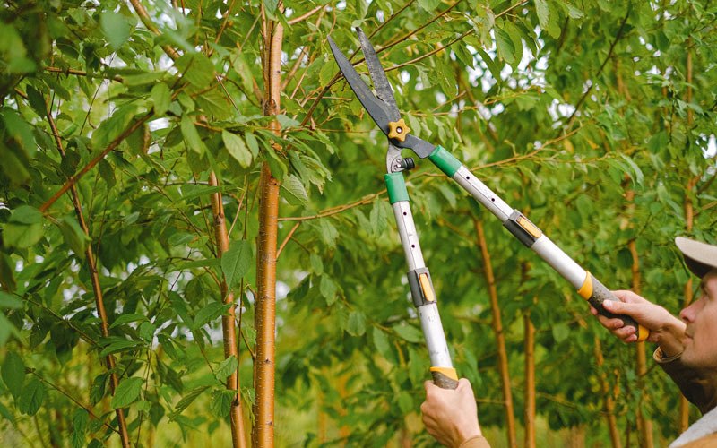 Tree trimming in Dallesport, WA